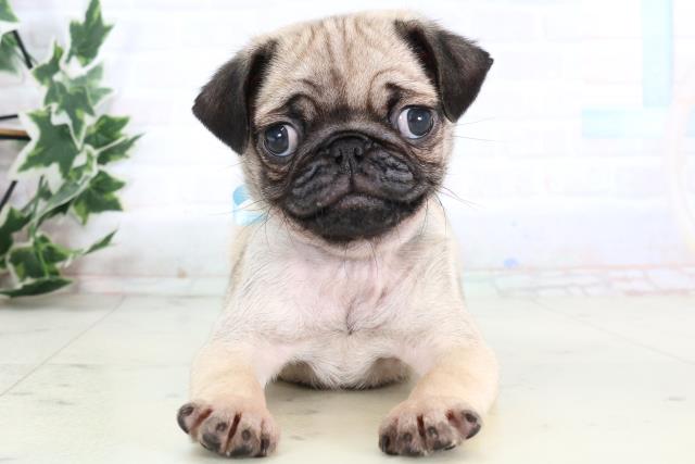 福岡県のパグ (Coo&RIKU福岡西店/2025年12月30日生まれ/男の子/フォーン)の子犬の1枚目の画像