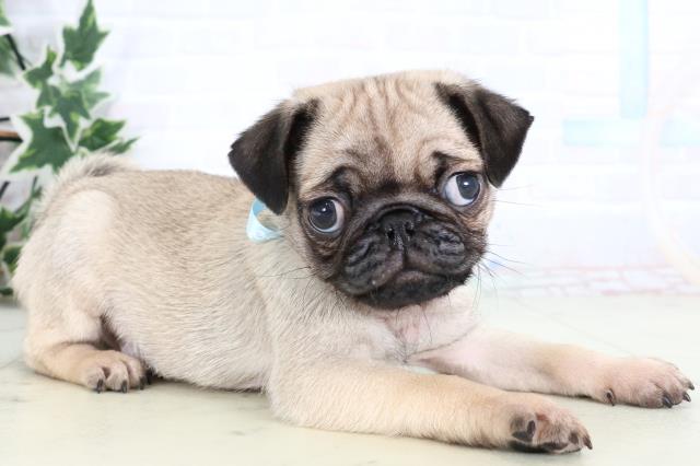 福岡県のパグ (Coo&RIKU福岡西店/2025年12月30日生まれ/男の子/フォーン)の子犬の2枚目の画像