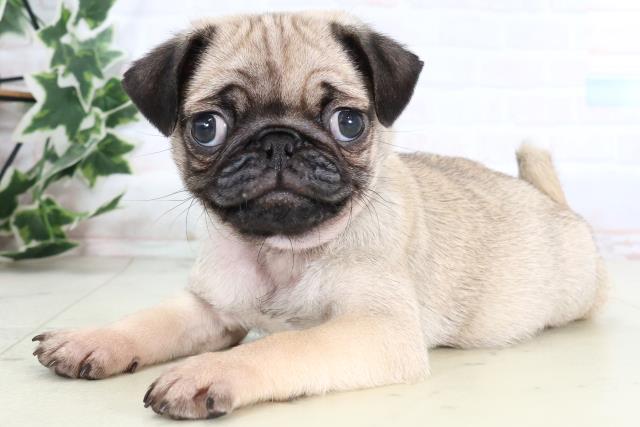 福岡県のパグ (Coo&RIKU福岡西店/2025年12月30日生まれ/男の子/フォーン)の子犬の3枚目の画像