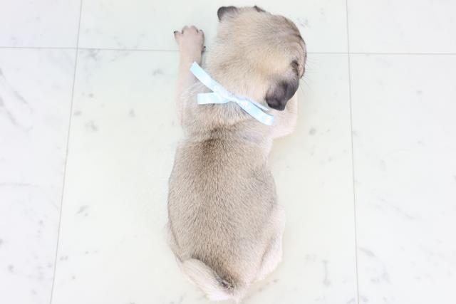 福岡県のパグ (Coo&RIKU福岡西店/2025年12月30日生まれ/男の子/フォーン)の子犬の4枚目の画像