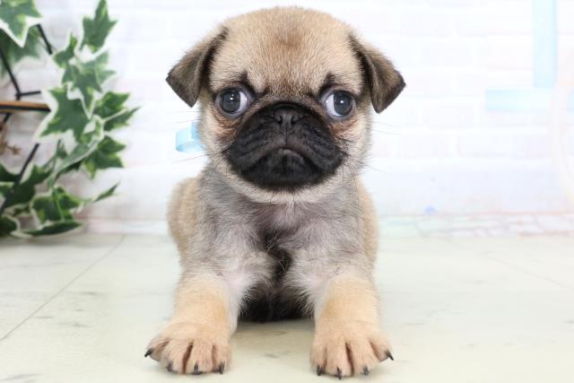 沖縄県のパグ (Coo&RIKUイーアス沖縄豊崎店/2025年12月30日生まれ/男の子/フォーン)の子犬の1枚目の画像