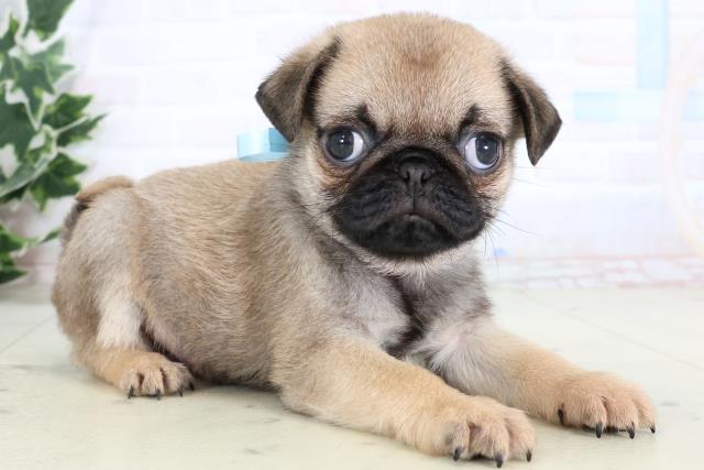 沖縄県のパグ (Coo&RIKUイーアス沖縄豊崎店/2025年12月30日生まれ/男の子/フォーン)の子犬の2枚目の画像