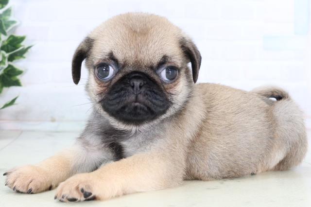 沖縄県のパグ (Coo&RIKUイーアス沖縄豊崎店/2025年12月30日生まれ/男の子/フォーン)の子犬の3枚目の画像