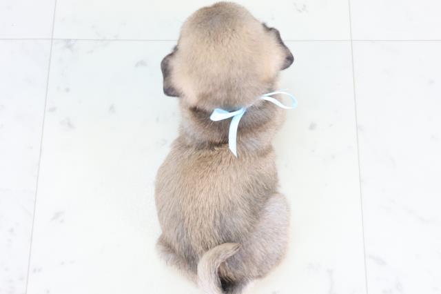 沖縄県のパグ (Coo&RIKUイーアス沖縄豊崎店/2025年12月30日生まれ/男の子/フォーン)の子犬の4枚目の画像