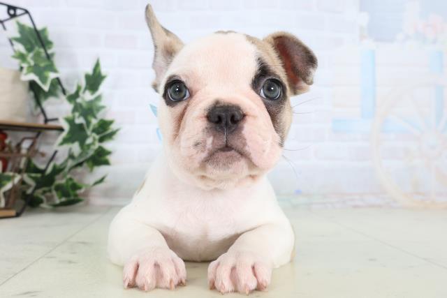 福岡県のフレンチブルドッグ (Coo&RIKU久留米店/2025年12月31日生まれ/男の子/パイド)の子犬の1枚目の画像