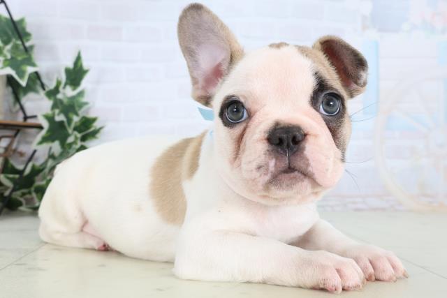 福岡県のフレンチブルドッグ (Coo&RIKU久留米店/2025年12月31日生まれ/男の子/パイド)の子犬の2枚目の画像
