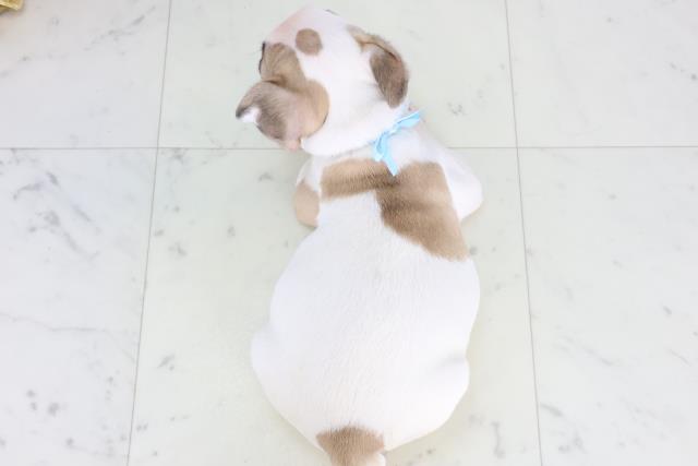 福岡県のフレンチブルドッグ (Coo&RIKU久留米店/2025年12月31日生まれ/男の子/パイド)の子犬の4枚目の画像