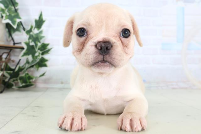 沖縄県のフレンチブルドッグ (Coo&RIKU沖縄浦添店/2025年12月31日生まれ/女の子/クリーム)の子犬