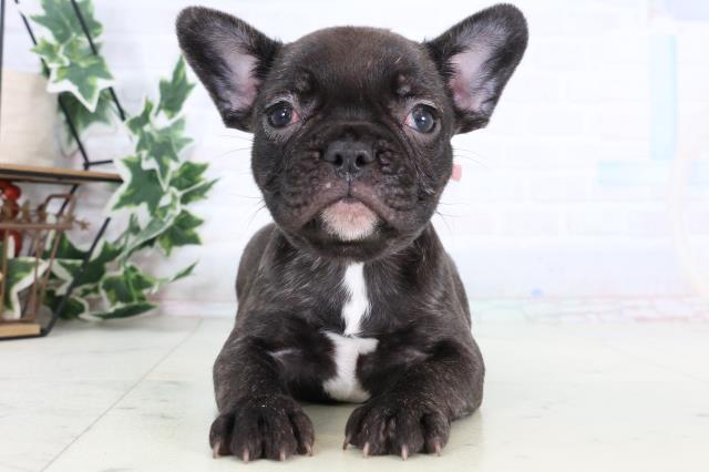 福岡県のフレンチブルドッグ (Coo&RIKU福岡東店/2025年12月31日生まれ/女の子/ブリンドル)の子犬の1枚目の画像