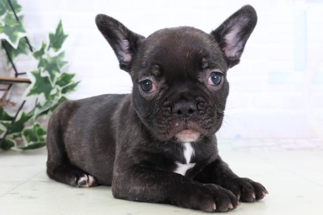 福岡県のフレンチブルドッグ (Coo&RIKU福岡東店/2025年12月31日生まれ/女の子/ブリンドル)の子犬の2枚目の画像
