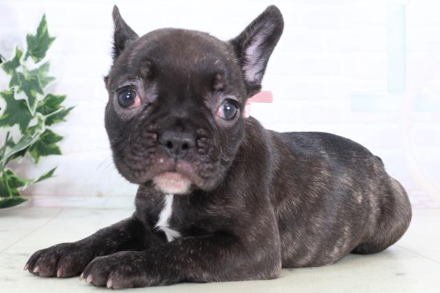 福岡県のフレンチブルドッグ (Coo&RIKU福岡東店/2025年12月31日生まれ/女の子/ブリンドル)の子犬の3枚目の画像