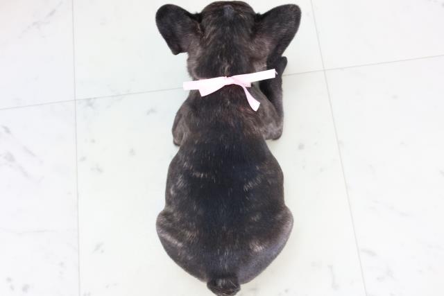 福岡県のフレンチブルドッグ (Coo&RIKU福岡東店/2025年12月31日生まれ/女の子/ブリンドル)の子犬の4枚目の画像