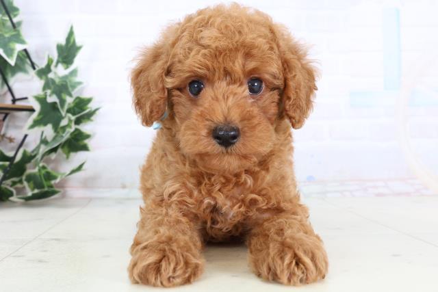 福岡県のトイプードル(トイ) (Coo&RIKU久留米店/2025年12月30日生まれ/男の子/オレンジフォーン)の子犬の1枚目の画像