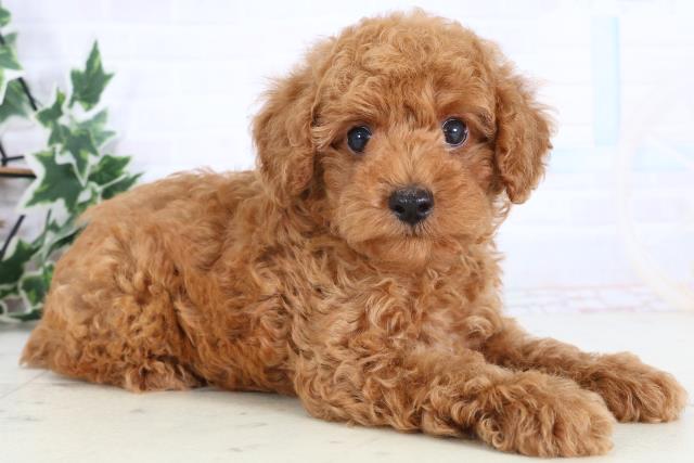 福岡県のトイプードル(トイ) (Coo&RIKU久留米店/2025年12月30日生まれ/男の子/オレンジフォーン)の子犬の2枚目の画像