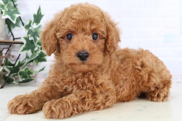 福岡県のトイプードル(トイ) (Coo&RIKU久留米店/2025年12月30日生まれ/男の子/オレンジフォーン)の子犬の3枚目の画像