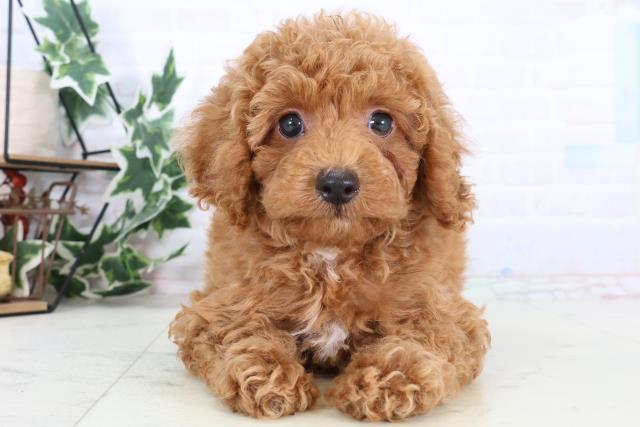 福岡県のトイプードル(トイ) (Coo&RIKU行橋店/2025年12月30日生まれ/男の子/オレンジフォーン)の子犬の1枚目の画像