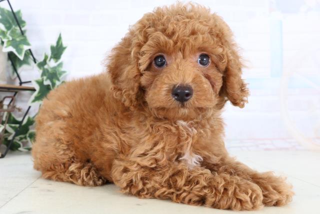 福岡県のトイプードル(トイ) (Coo&RIKU行橋店/2025年12月30日生まれ/男の子/オレンジフォーン)の子犬の2枚目の画像