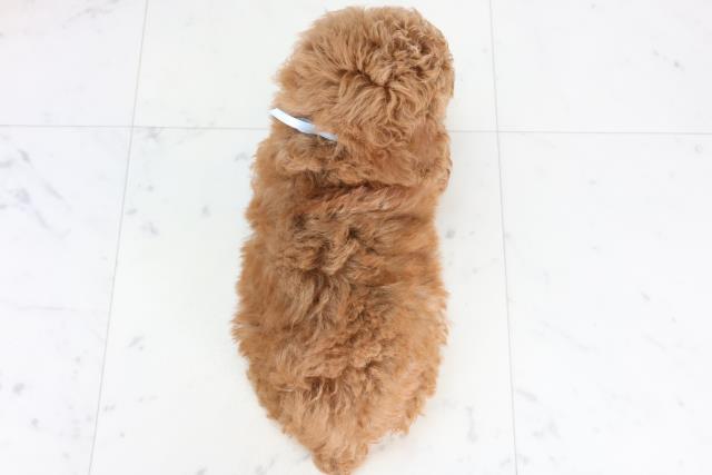 福岡県のトイプードル(トイ) (Coo&RIKU行橋店/2025年12月30日生まれ/男の子/オレンジフォーン)の子犬の4枚目の画像