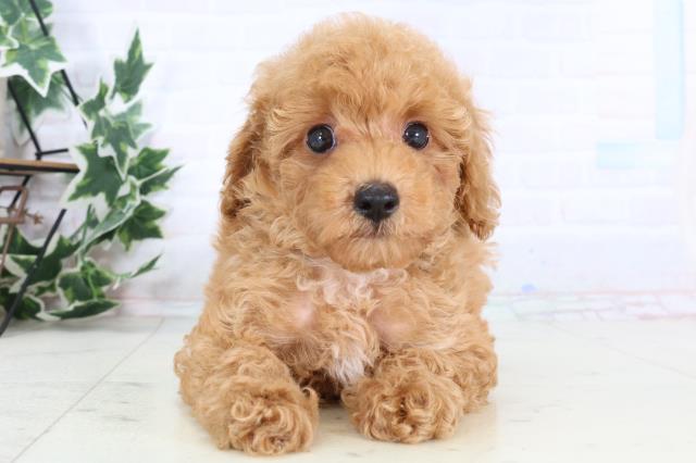 福岡県のトイプードル(トイ) (Coo&RIKU黒崎店/2025年12月30日生まれ/女の子/オレンジフォーン)の子犬の1枚目の画像