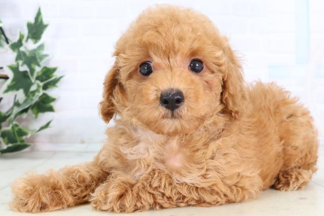 福岡県のトイプードル(トイ) (Coo&RIKU黒崎店/2025年12月30日生まれ/女の子/オレンジフォーン)の子犬の3枚目の画像