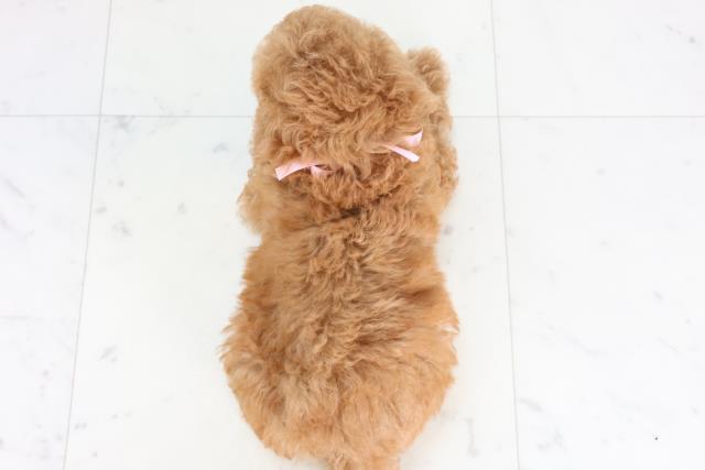 福岡県のトイプードル(トイ) (Coo&RIKU黒崎店/2025年12月30日生まれ/女の子/オレンジフォーン)の子犬の4枚目の画像