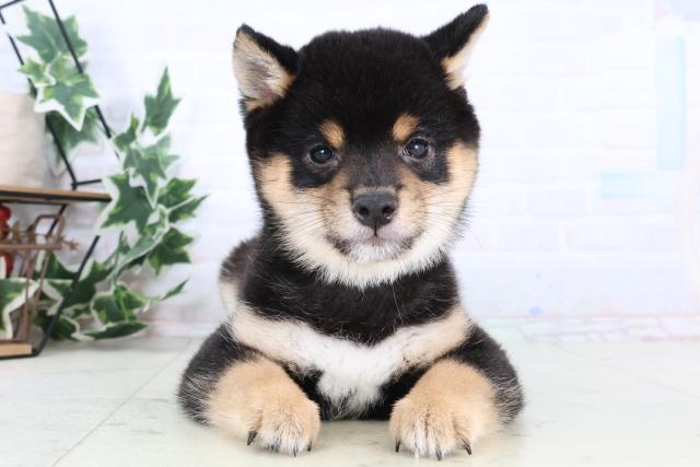 佐賀県の豆柴 (Coo&RIKU佐賀神埼店/2025年12月28日生まれ/男の子/黒)の子犬の1枚目の画像