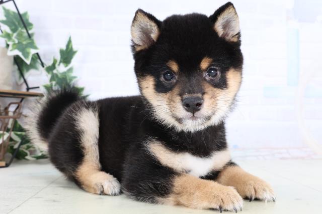 佐賀県の豆柴 (Coo&RIKU佐賀神埼店/2025年12月28日生まれ/男の子/黒)の子犬の2枚目の画像