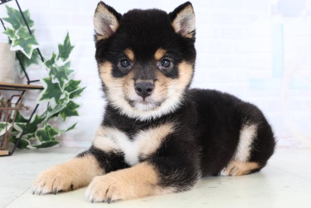 佐賀県の豆柴 (Coo&RIKU佐賀神埼店/2025年12月28日生まれ/男の子/黒)の子犬の3枚目の画像