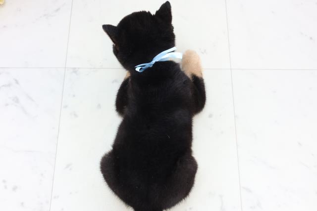 佐賀県の豆柴 (Coo&RIKU佐賀神埼店/2025年12月28日生まれ/男の子/黒)の子犬の4枚目の画像