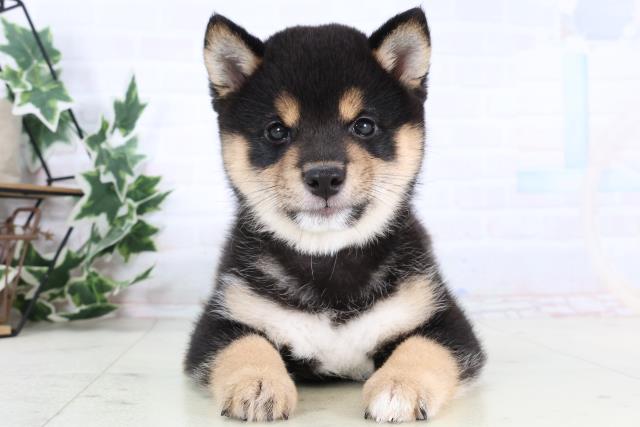 福岡県の豆柴 (Coo&RIKU福岡古賀店/2025年12月28日生まれ/男の子/黒)の子犬の1枚目の画像