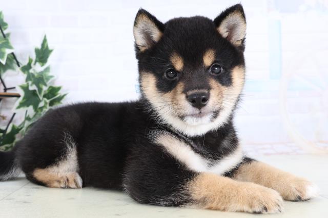 福岡県の豆柴 (Coo&RIKU福岡古賀店/2025年12月28日生まれ/男の子/黒)の子犬の2枚目の画像