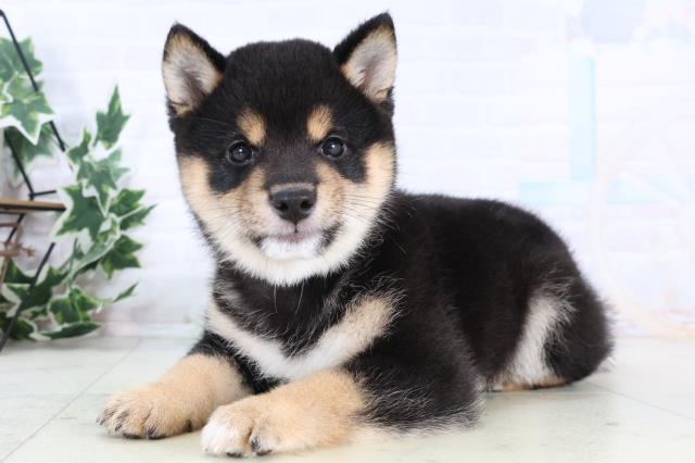 福岡県の豆柴 (Coo&RIKU福岡古賀店/2025年12月28日生まれ/男の子/黒)の子犬の3枚目の画像