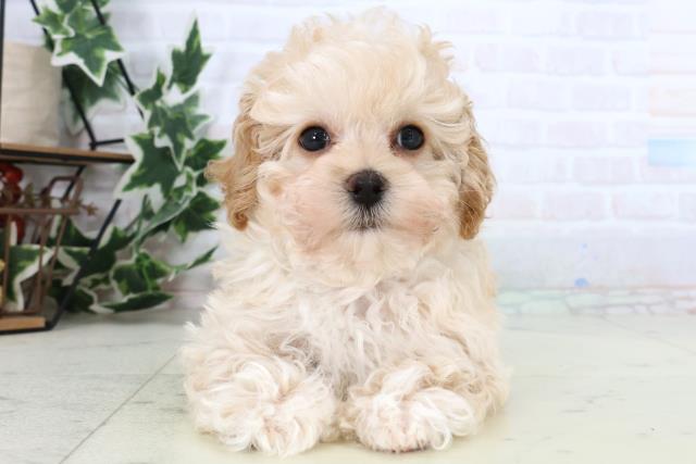 福岡県のマルプー(マルチーズ×プードル) (Coo&RIKU福岡古賀店/2025年12月25日生まれ/男の子/アプリコット)の子犬の1枚目の画像