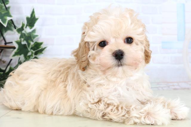 福岡県のマルプー(マルチーズ×プードル) (Coo&RIKU福岡古賀店/2025年12月25日生まれ/男の子/アプリコット)の子犬の2枚目の画像