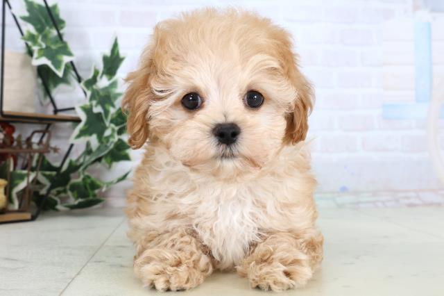 熊本県のマルプー(マルチーズ×プードル) (Coo&RIKU熊本店/2025年12月25日生まれ/男の子/アプリコット)の子犬の1枚目の画像