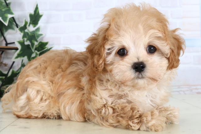 熊本県のマルプー(マルチーズ×プードル) (Coo&RIKU熊本店/2025年12月25日生まれ/男の子/アプリコット)の子犬の2枚目の画像