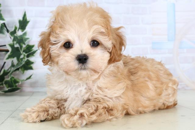 熊本県のマルプー(マルチーズ×プードル) (Coo&RIKU熊本店/2025年12月25日生まれ/男の子/アプリコット)の子犬の3枚目の画像