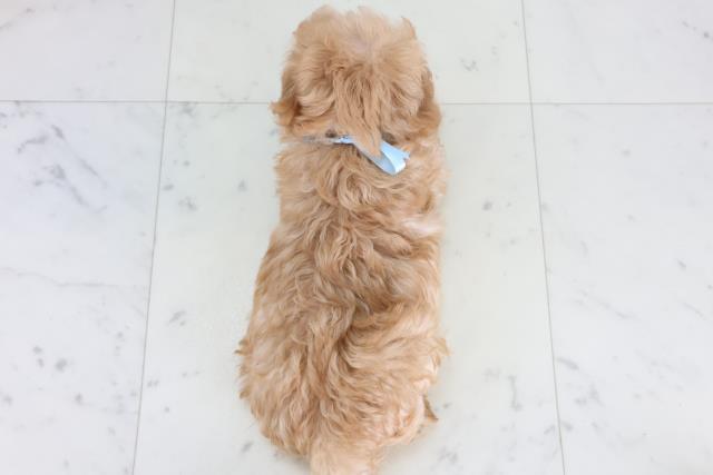 熊本県のマルプー(マルチーズ×プードル) (Coo&RIKU熊本店/2025年12月25日生まれ/男の子/アプリコット)の子犬の4枚目の画像