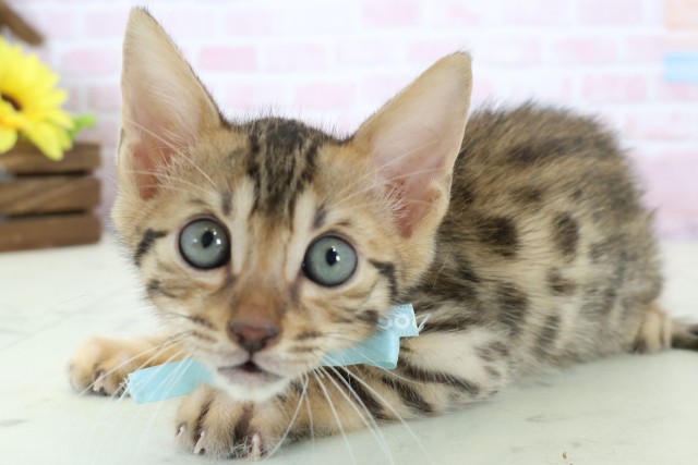 熊本県のベンガル (Coo&RIKU宇土シティモール店/2025年12月18日生まれ/男の子/ブラウンスポットタビー)の子猫の3枚目の画像