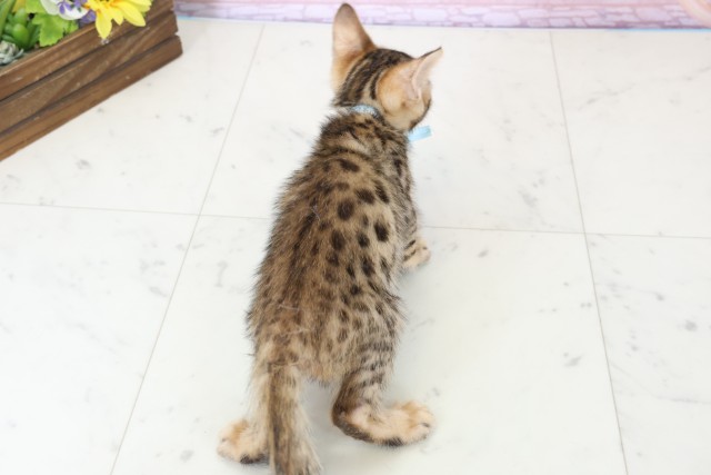 熊本県のベンガル (Coo&RIKU宇土シティモール店/2025年12月18日生まれ/男の子/ブラウンスポットタビー)の子猫の4枚目の画像