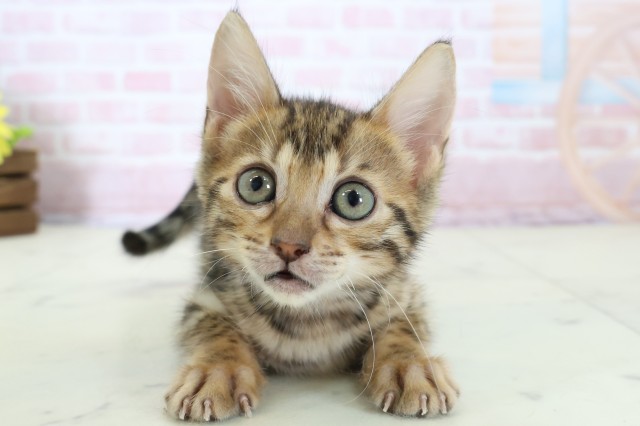 佐賀県のベンガル (Coo&RIKU佐賀神埼店/2025年12月18日生まれ/女の子/ブラウンスポットタビー)の子猫の1枚目の画像