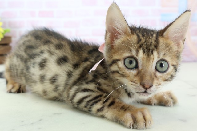 佐賀県のベンガル (Coo&RIKU佐賀神埼店/2025年12月18日生まれ/女の子/ブラウンスポットタビー)の子猫の2枚目の画像