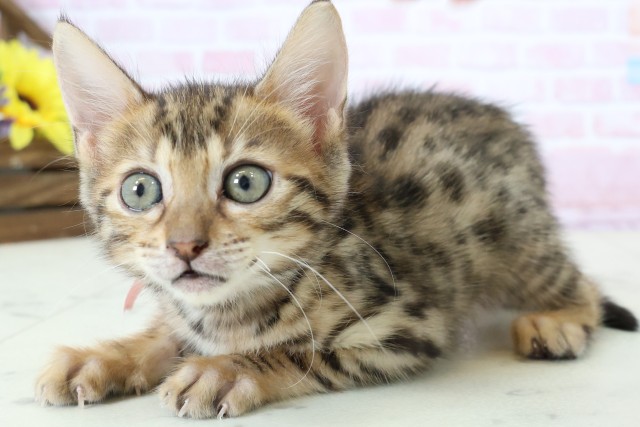 佐賀県のベンガル (Coo&RIKU佐賀神埼店/2025年12月18日生まれ/女の子/ブラウンスポットタビー)の子猫の3枚目の画像