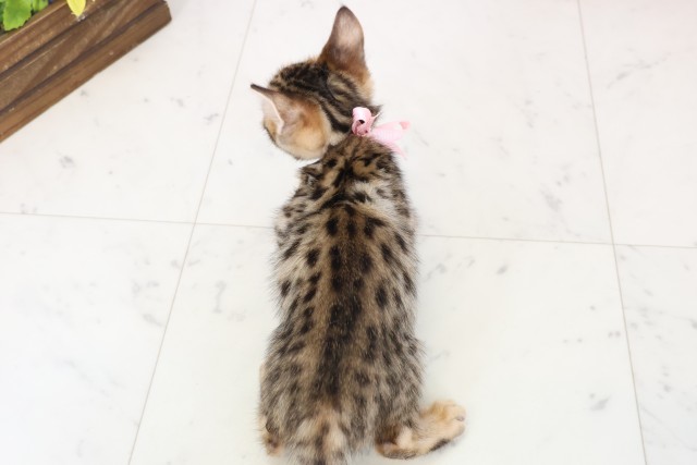 佐賀県のベンガル (Coo&RIKU佐賀神埼店/2025年12月18日生まれ/女の子/ブラウンスポットタビー)の子猫の4枚目の画像