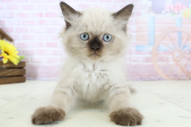 鹿児島県のヒマラヤン (Coo&RIKU鹿児島店/2025年12月15日生まれ/男の子/シールポイント)の子猫の1枚目の画像