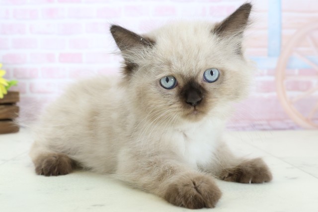 鹿児島県のヒマラヤン (Coo&RIKU鹿児島店/2025年12月15日生まれ/男の子/シールポイント)の子猫の2枚目の画像
