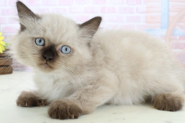 鹿児島県のヒマラヤン (Coo&RIKU鹿児島店/2025年12月15日生まれ/男の子/シールポイント)の子猫の3枚目の画像