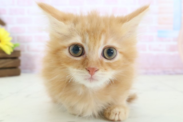 長崎県のミヌエット (Coo&RIKU長崎浜町店/2025年12月9日生まれ/男の子/レッドタビー)の子猫の1枚目の画像