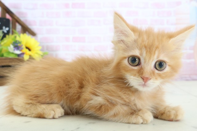 長崎県のミヌエット (Coo&RIKU長崎浜町店/2025年12月9日生まれ/男の子/レッドタビー)の子猫の2枚目の画像