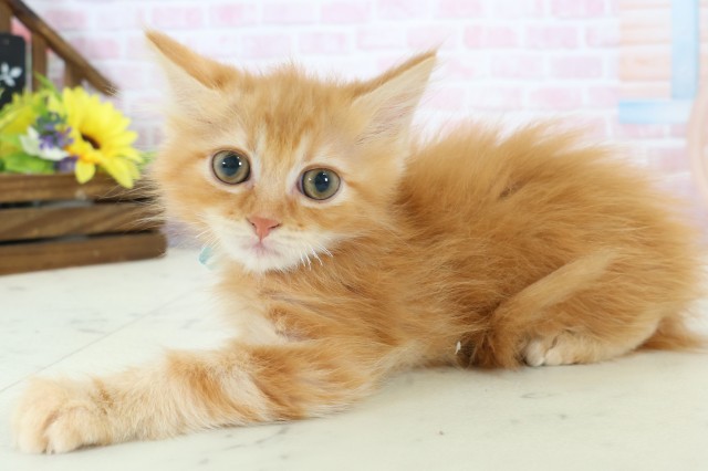 長崎県のミヌエット (Coo&RIKU長崎浜町店/2025年12月9日生まれ/男の子/レッドタビー)の子猫の3枚目の画像